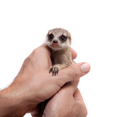Mirket veya suricate yavrusu, 1 aylık, beyaz