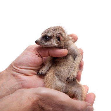 Mirket veya suricate yavrusu, 1 aylık, beyaz