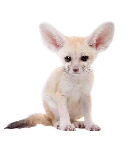 Bonito fennec raposa filhote no branco fundo — Fotografia de Stock