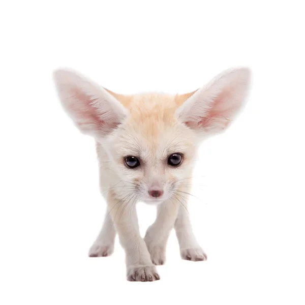 Carino cucciolo di volpe Fennec su sfondo bianco — Foto Stock