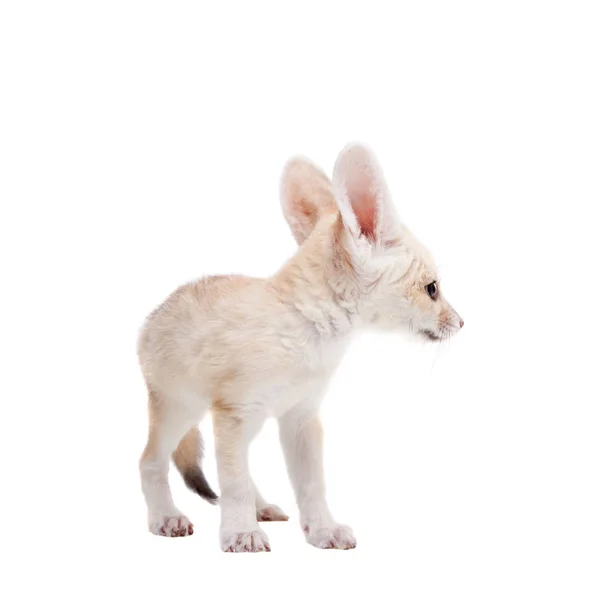 Krásné liščí mládě Fennec na bílém pozadí — Stock fotografie