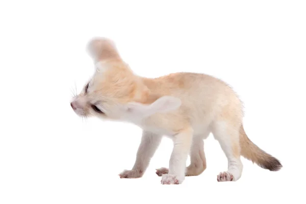 Hübsches Fennec Fuchsjunges auf weißem Hintergrund — Stockfoto