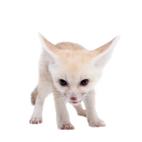 Pretty Fennec fox cub on white background — Stock Photo, Image