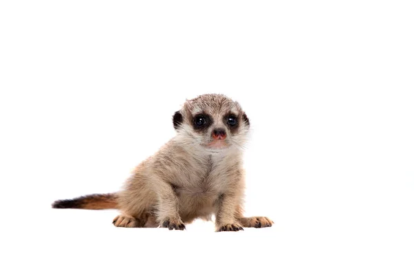 O filhote meerkat ou suricado, 1 mês de idade, em branco — Fotografia de Stock