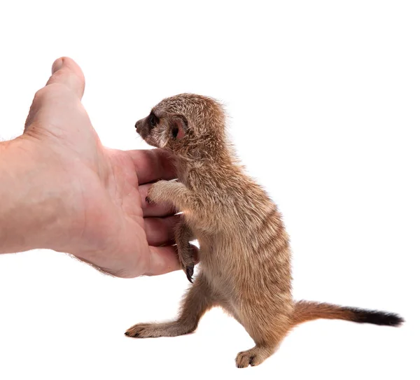 A meerkat vagy Suricate cub, 1 hónap régi, fehér — Stock Fotó