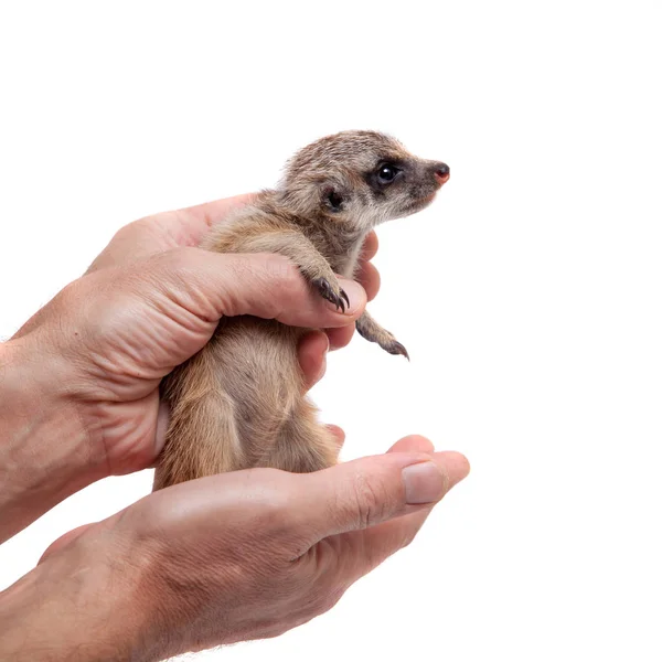 A meerkat vagy Suricate cub, 1 hónap régi, fehér — Stock Fotó