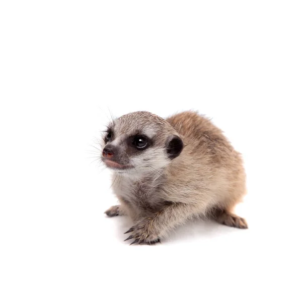 A meerkat vagy Suricate cub, 1 hónap régi, fehér — Stock Fotó