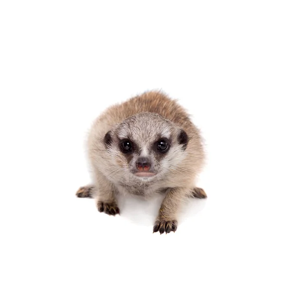 O filhote meerkat ou suricado, 1 mês de idade, em branco — Fotografia de Stock