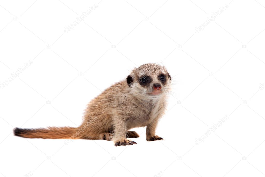 The meerkat or suricate cub, 1 months old, on white