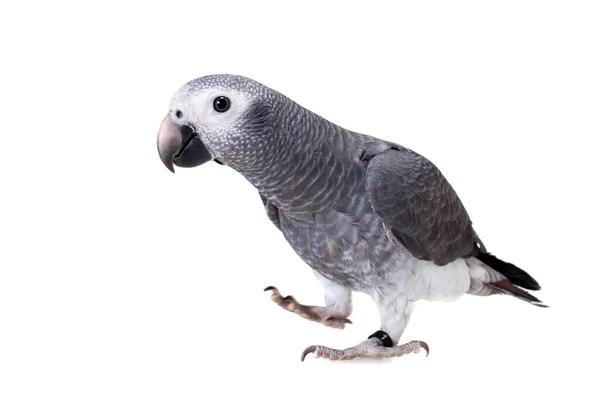 Timneh afrikanska grå papegoja isolerad på vit — Stockfoto