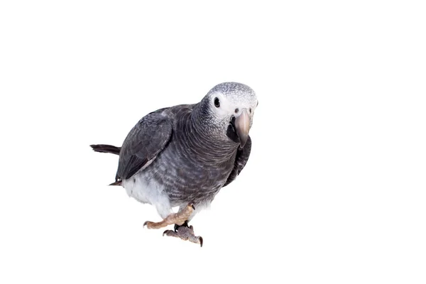 Timneh African Grey Papagei isoliert auf weiß — Stockfoto