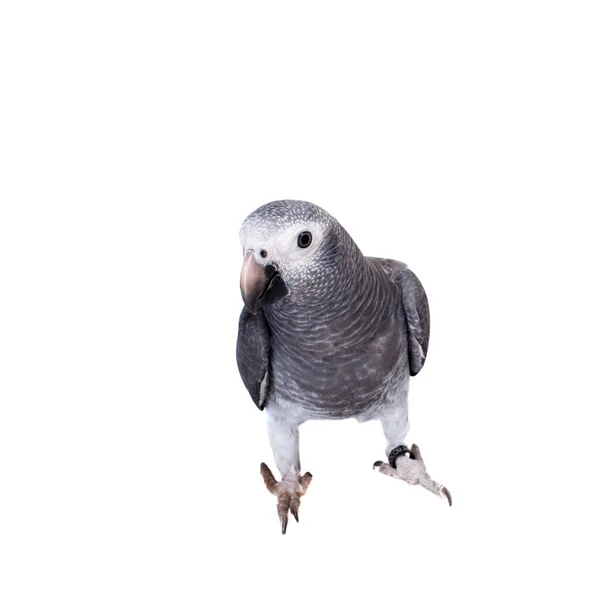 Timneh African Grey Parrot isolated on white — Stock Photo, Image