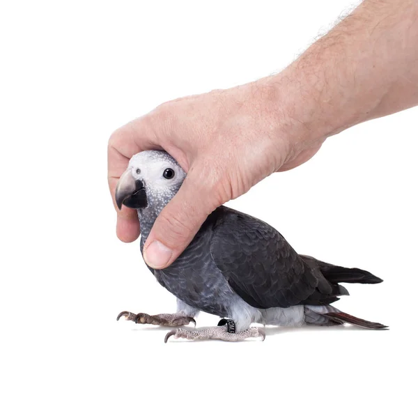 Timneh African Grey Papuga izolowana na białym — Zdjęcie stockowe