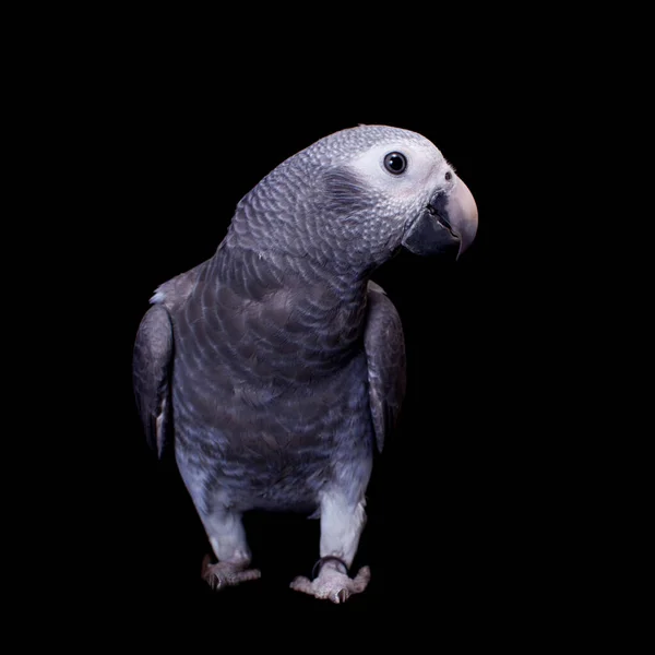 Тимне Африканский серый попугай изолирован на черном — стоковое фото