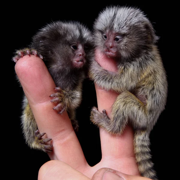 Los bebés marmosquitos comunes en los dedos aislados en negro —  Fotos de Stock