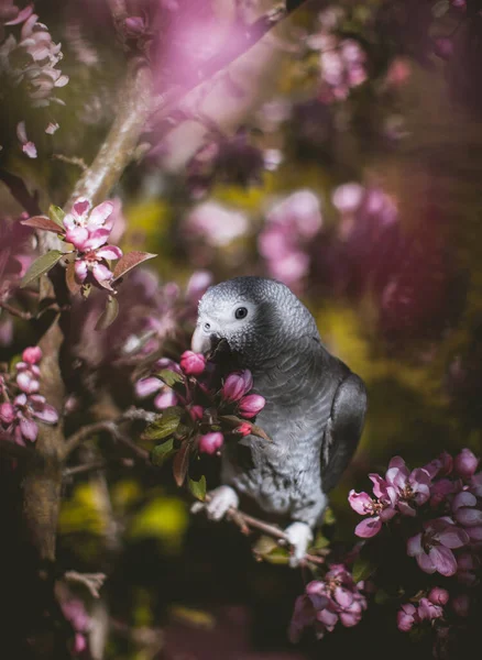 Timneh African Grey Papuga na jabłoni w ogrodzie wiosennym — Zdjęcie stockowe