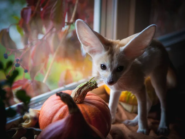 Pretty Fennec cachorro de zorro con calabazas Haloween — Foto de Stock