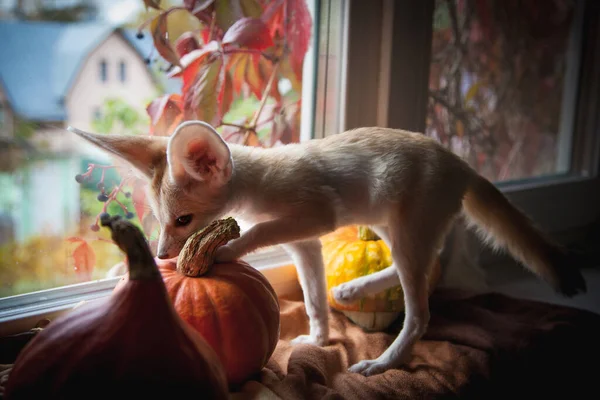 かなりFennec狐赤ちゃんとともにHaloweenカボチャ — ストック写真