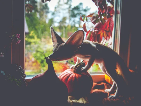 Pretty Fennec fox cub with Haloween pumpkins — Stock Photo, Image