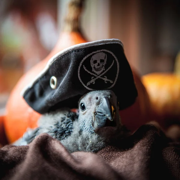 Šťastný Halloween. Africký šedý papoušek s pirátským kloboukem a dýněmi — Stock fotografie