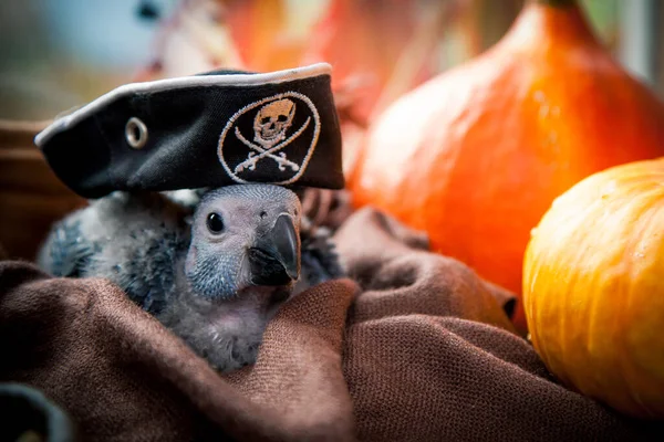 Happy Halloween. African Grey Parrot baby with a pirats hat and pumpkins — Stock Photo, Image