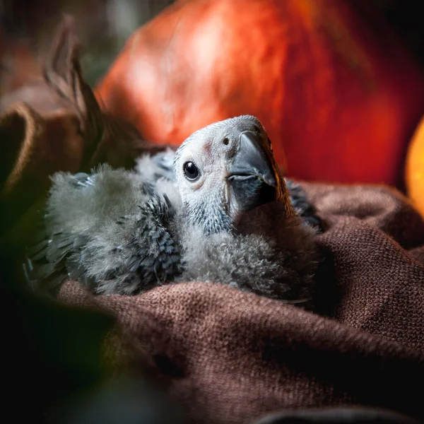 万圣节快乐带有南瓜的非洲灰鹦鹉宝宝 — 图库照片