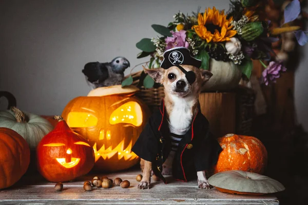 Krásná bezoká pirátská čivava na halloweenské maškarní párty — Stock fotografie