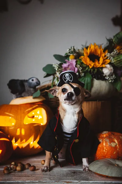 Ziemlich augenloser Pirat-Chihuahua auf Haloween-Kostümparty — Stockfoto