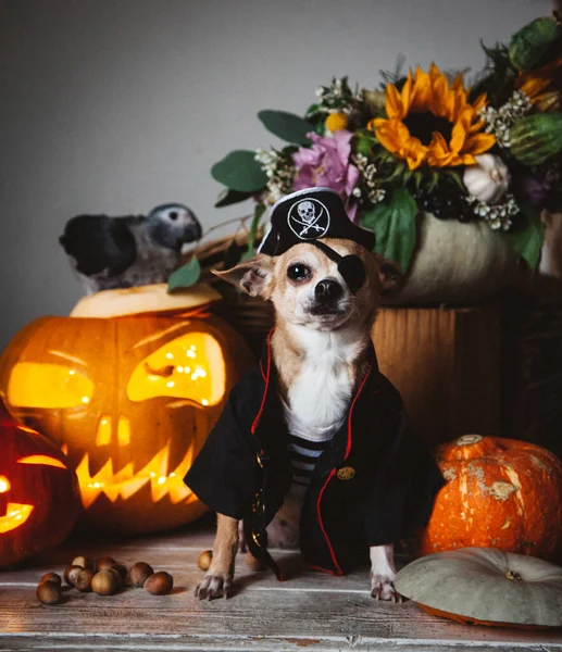 Całkiem bez oczu pirat chihuahua na imprezie kostiumowej Haloween — Zdjęcie stockowe