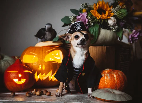 Bastante sin ojos pirata chihuahua en Haloween fiesta de disfraces — Foto de Stock