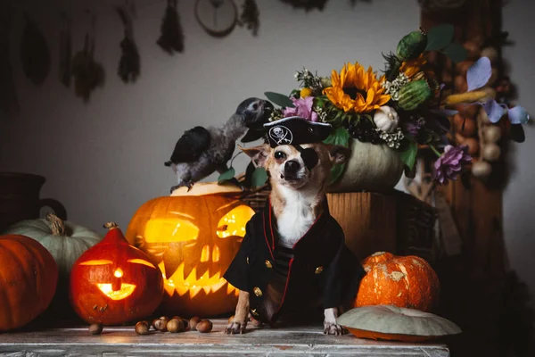Krásná bezoká pirátská čivava na halloweenské maškarní párty — Stock fotografie