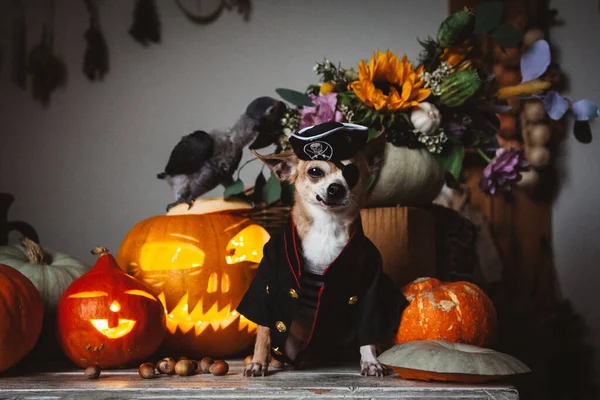 Krásná bezoká pirátská čivava na halloweenské maškarní párty — Stock fotografie