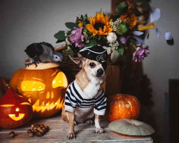 Krásná bezoká pirátská čivava na halloweenské maškarní párty — Stock fotografie