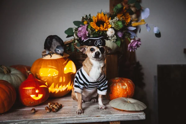 Krásná bezoká pirátská čivava na halloweenské maškarní párty — Stock fotografie