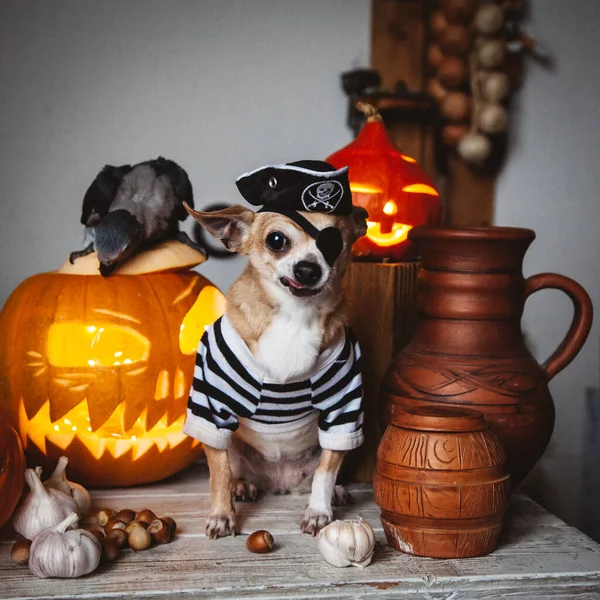 Krásná bezoká pirátská čivava na halloweenské maškarní párty — Stock fotografie