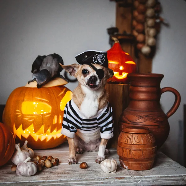 Krásná bezoká pirátská čivava na halloweenské maškarní párty — Stock fotografie