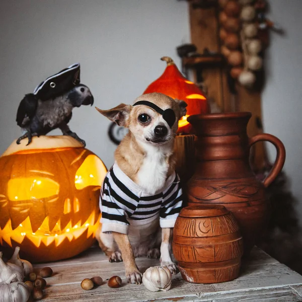 Krásná bezoká pirátská čivava na halloweenské maškarní párty — Stock fotografie