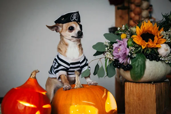 Krásná bezoká pirátská čivava na halloweenské maškarní párty — Stock fotografie