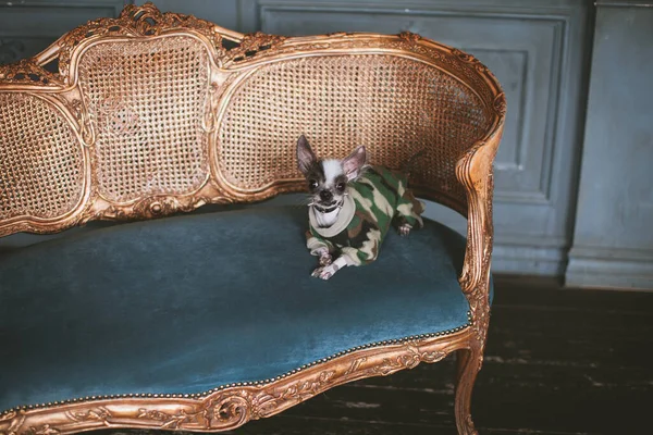 Peruvian hairless and chihuahua mix dog on a chair — Stock Photo, Image