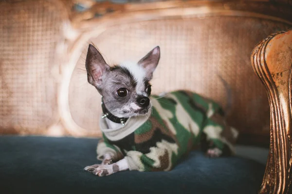 Peruvian hairless and chihuahua mix dog on a chair — Stock Photo, Image