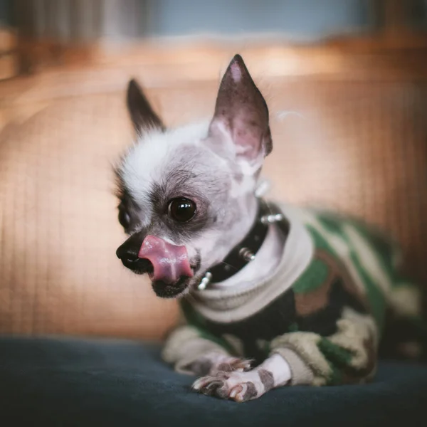 เปรูไม่มีขนและ Chihuahua ผสมสุนัขบนเก้าอี้ — ภาพถ่ายสต็อก