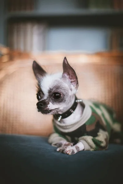 เปรูไม่มีขนและ Chihuahua ผสมสุนัขบนเก้าอี้ — ภาพถ่ายสต็อก