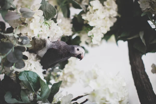 Timneh Perroquet gris africain sur un arbre aux fleurs blanches — Photo