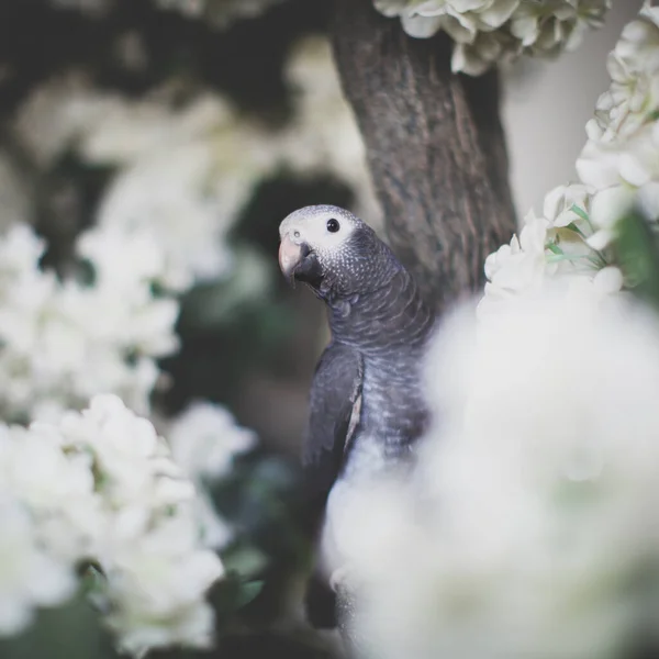 Timneh afrikanska grå papegoja på ett träd med vita blommor — Stockfoto