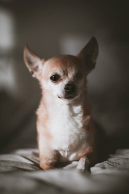 Gözsüz Chihuahua köpeği, 12 yaşında, yatakta.