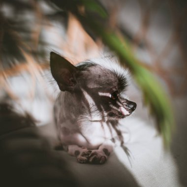 Perulu tüysüz ve chihuahua sosisli sandviçi.