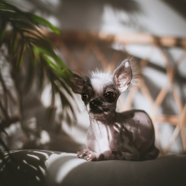 Perulu tüysüz ve chihuahua sosisli sandviçi.