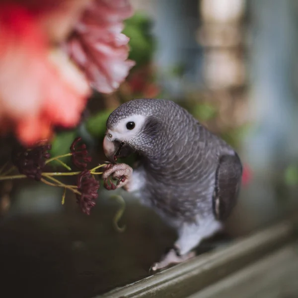 Timneh afrikanska grå papegoja på ett träd med röda blommor — Stockfoto