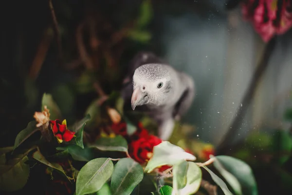 Timneh African Grey Papuga na drzewie z czerwonymi kwiatami — Zdjęcie stockowe