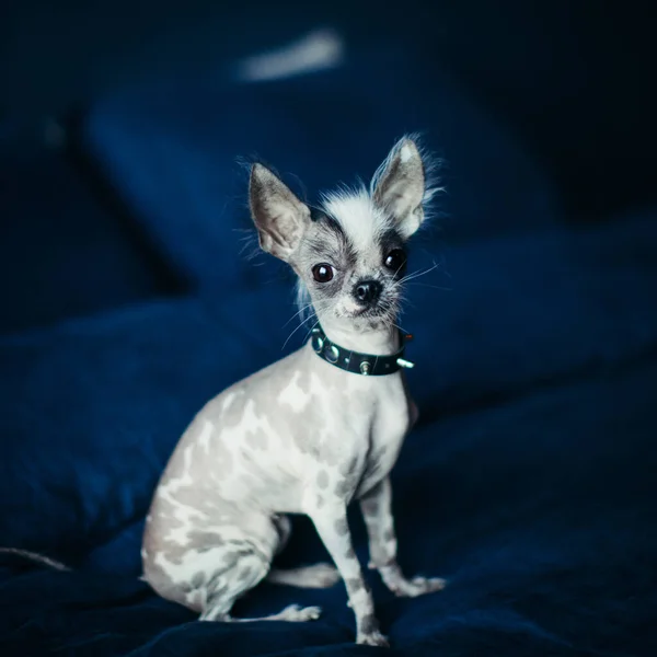 Hübsche peruanische Haarlose und Chihuahua-Mischlingshündin auf einem Bett — Stockfoto
